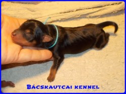 Bcskautcai Noddy