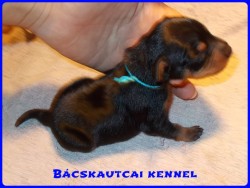 Bcskautcai Noddy