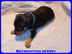Bcskautcai Noddy