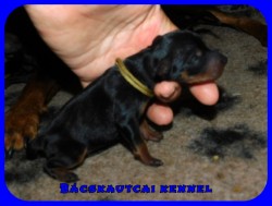 trpe pinscher N-alom