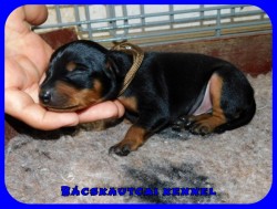 trpe pinscher N-alom