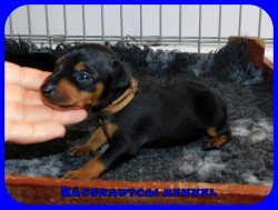 trpe pinscher N-alom