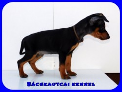 Bcskautcai Nesztor Odin