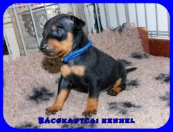 trpe pinscher N-alom