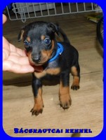 trpe pinscher N-alom