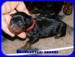 trpe pinscher N-alom