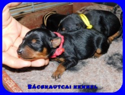 trpe pinscher N-alom