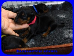 trpe pinscher N-alom