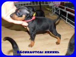 Bcskautcai Nala Rizz