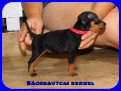 Bcskautcai Nala Rizz