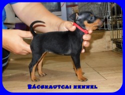 Bcskautcai Nala Rizz