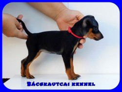 Bcskautcai Nala Rizz