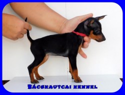 Bcskautcai Nala Rizz