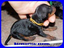 trpe pinscher N-alom