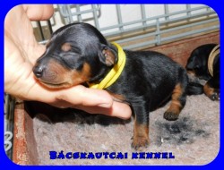 trpe pinscher N-alom
