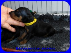 trpe pinscher N-alom