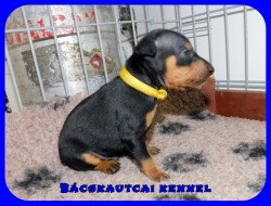 trpe pinscher N-alom