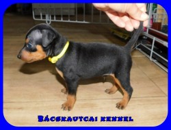 trpe pinscher N-alom