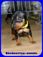 trpe pinscher N-alom