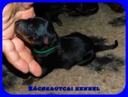 trpe pinscher N-alom