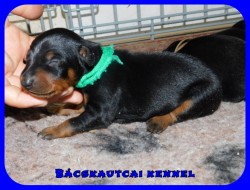 trpe pinscher N-alom