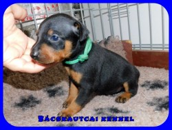 trpe pinscher N-alom
