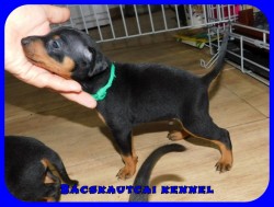 trpe pinscher N-alom