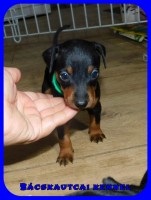 trpe pinscher N-alom
