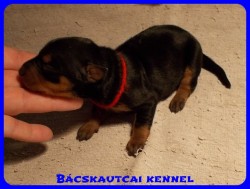 Bcskautcai Odett