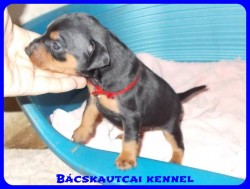 Bcskautcai Odett