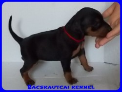 Bcskautcai Odett