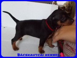 Bcskautcai Odett