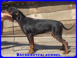 Bcskautcai Odett