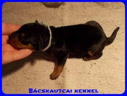 Bcskautcai Odin