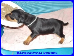 Bcskautcai Odin