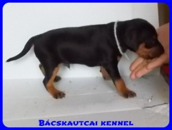 Bcskautcai Odin