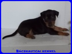Bcskautcai Odin