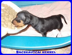 Bcskautcai Olaf