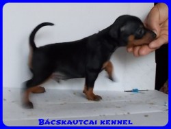 Bcskautcai Olaf