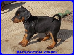 Bcskautcai Olaf