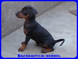 Bcskautcai Olaf