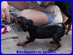 Bcskautcai Olaf