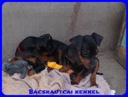 Bcskautcai Olaf