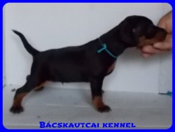 Bcskautcai Olavi