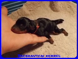 Bcskautcai Olivia