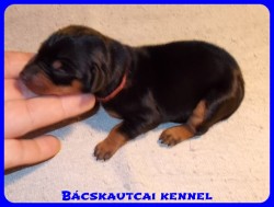 Bcskautcai Olivia