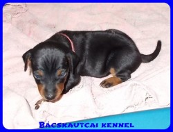 Bcskautcai Olivia