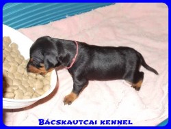 Bcskautcai Olivia
