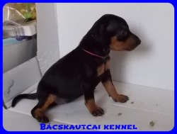 Bcskautcai Olivia