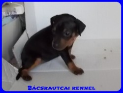 Bcskautcai Olivia